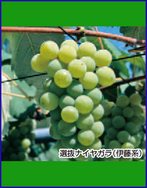 選抜ナイヤガラ（伊藤系）